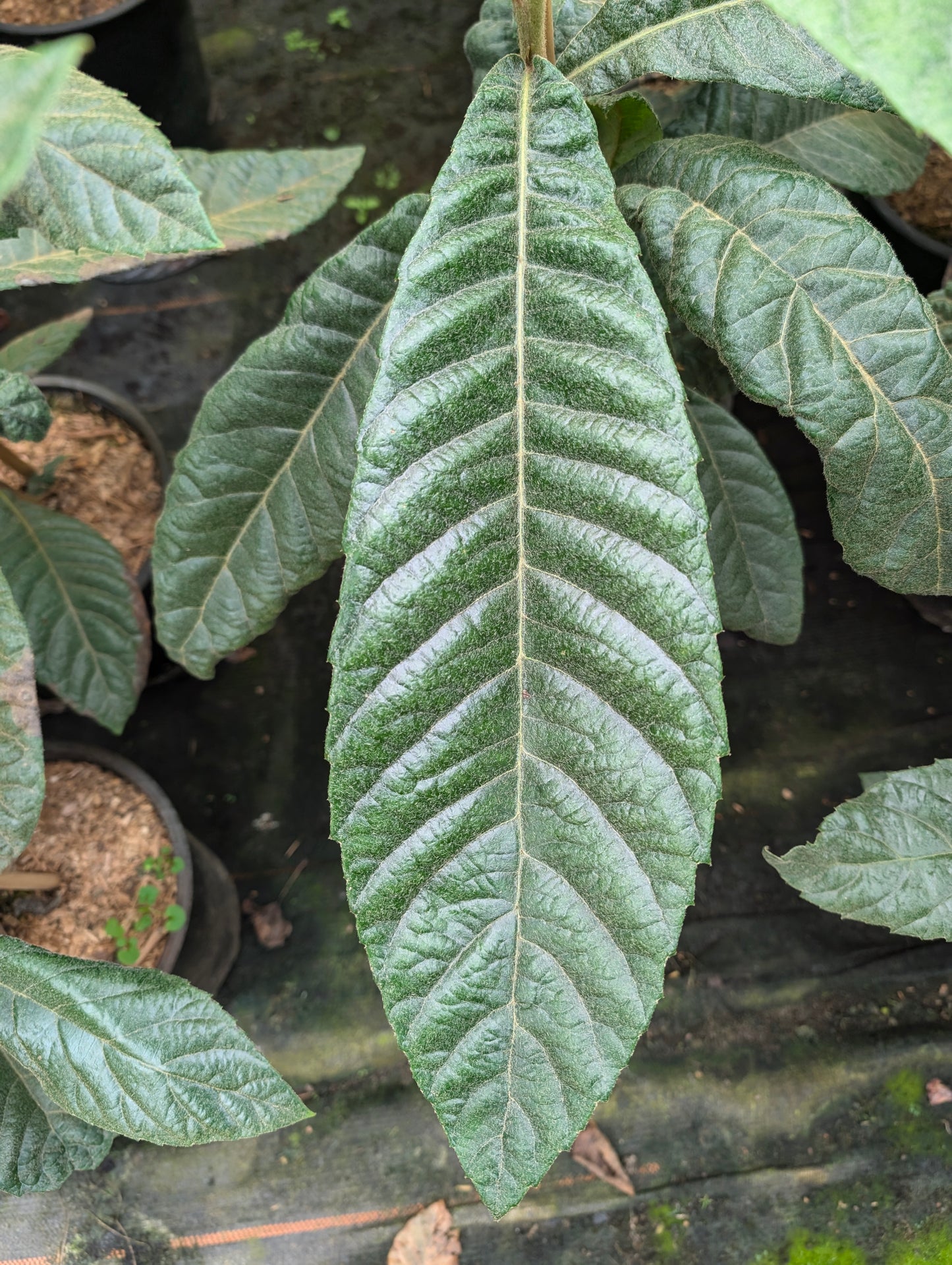 Wollmispel Eriobotrya japonica