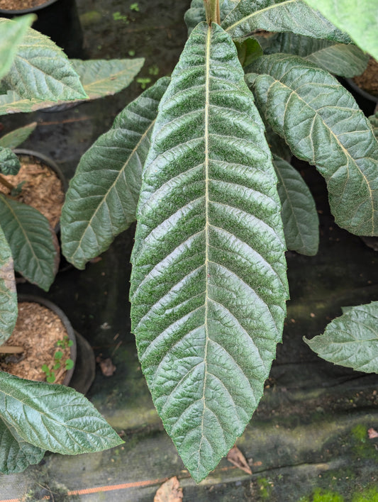Wollmispel Eriobotrya japonica