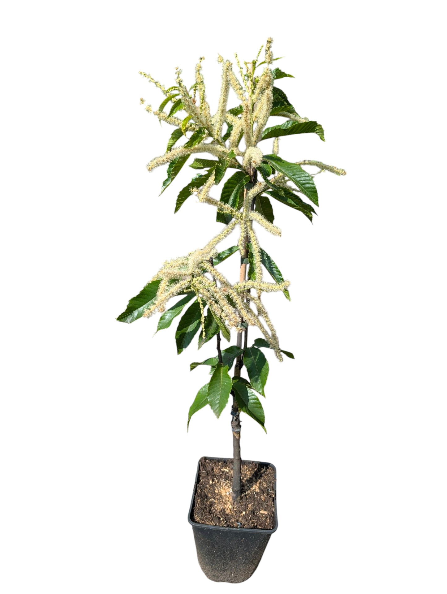 Essbare Kastanie, Marone "Maraval" selbstfruchtend