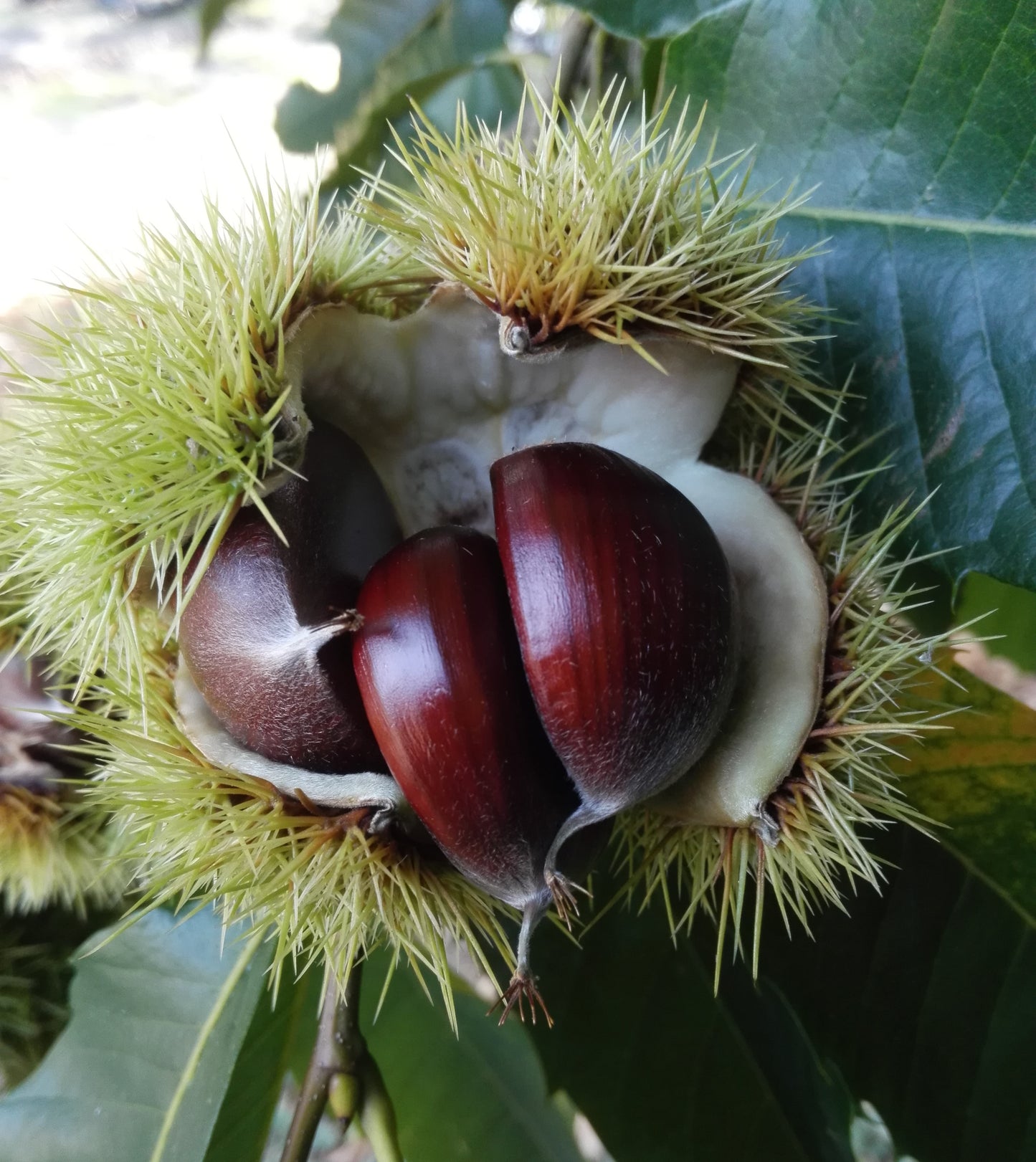 Marone 'Marigoule'