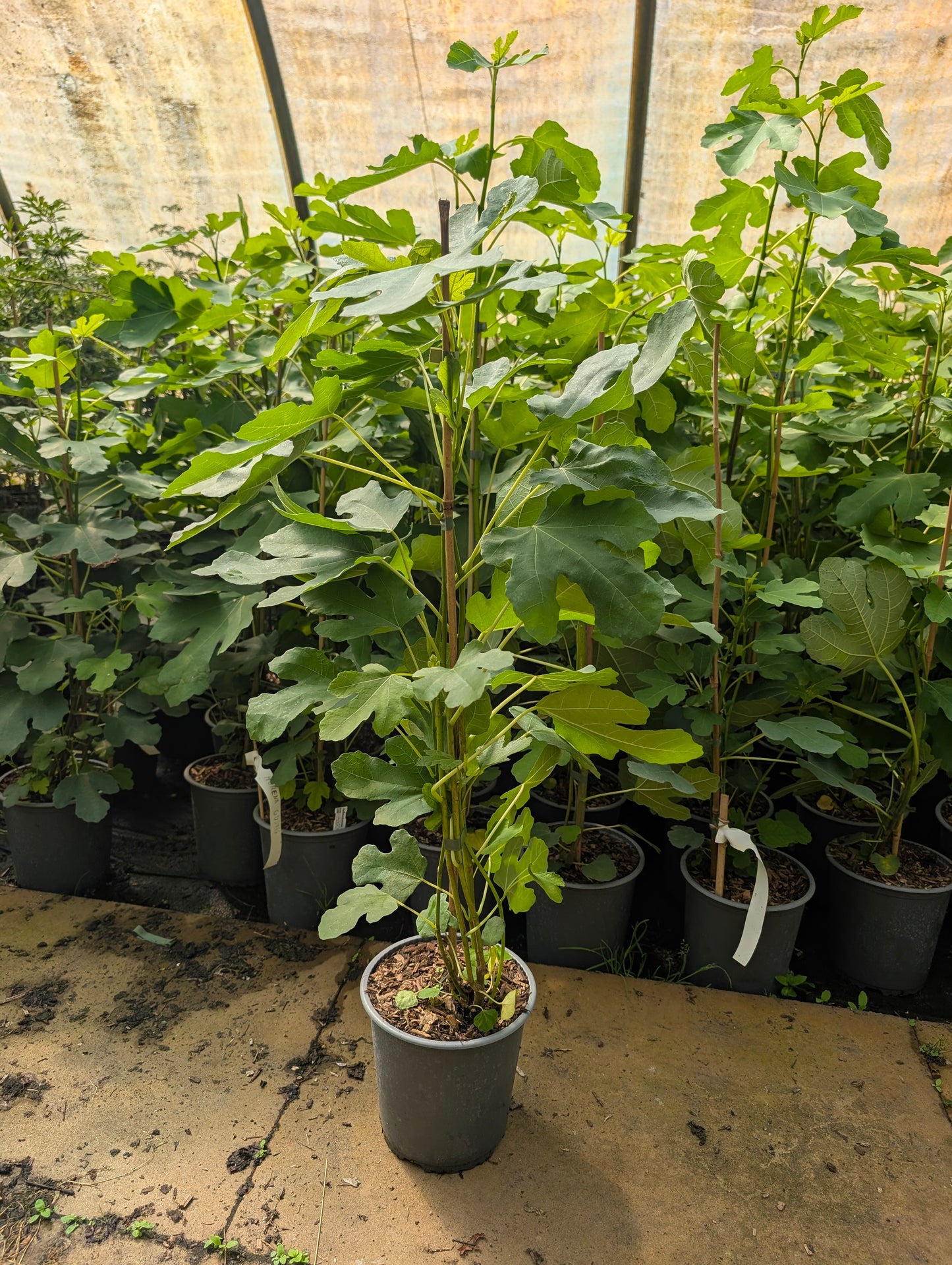 Feigenbaum ‘Morena’ – Ficus carica | Süße dunkle Feigen | Winterhart & ertragreich | Mediterrane Feige für Garten & Kübel