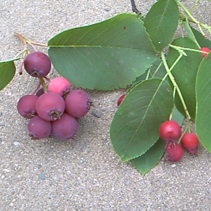Felsenbirne Greatberry® Garden (Amelanchier alnifolia) – Großfrüchtige Premium-Sorte mit süß-aromatischen Beeren