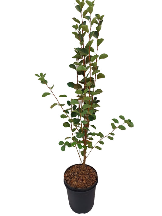 Amelanchier lamarkii 'Greatberry Aroma, großfruchtige Felsenbirne