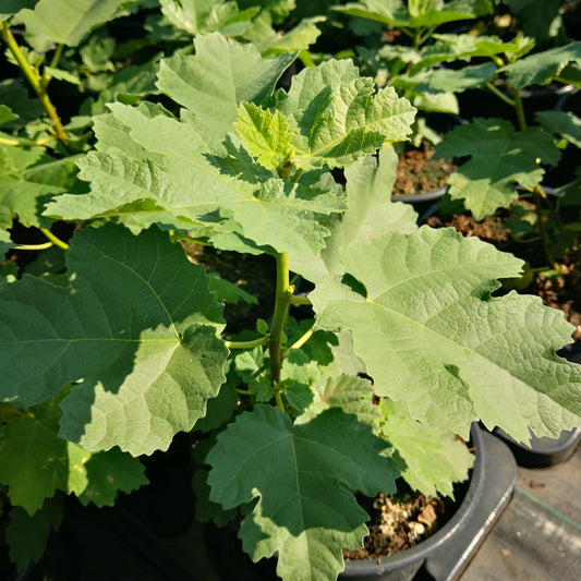 Afghanische Gebirgsfeige 'Nuristan'
