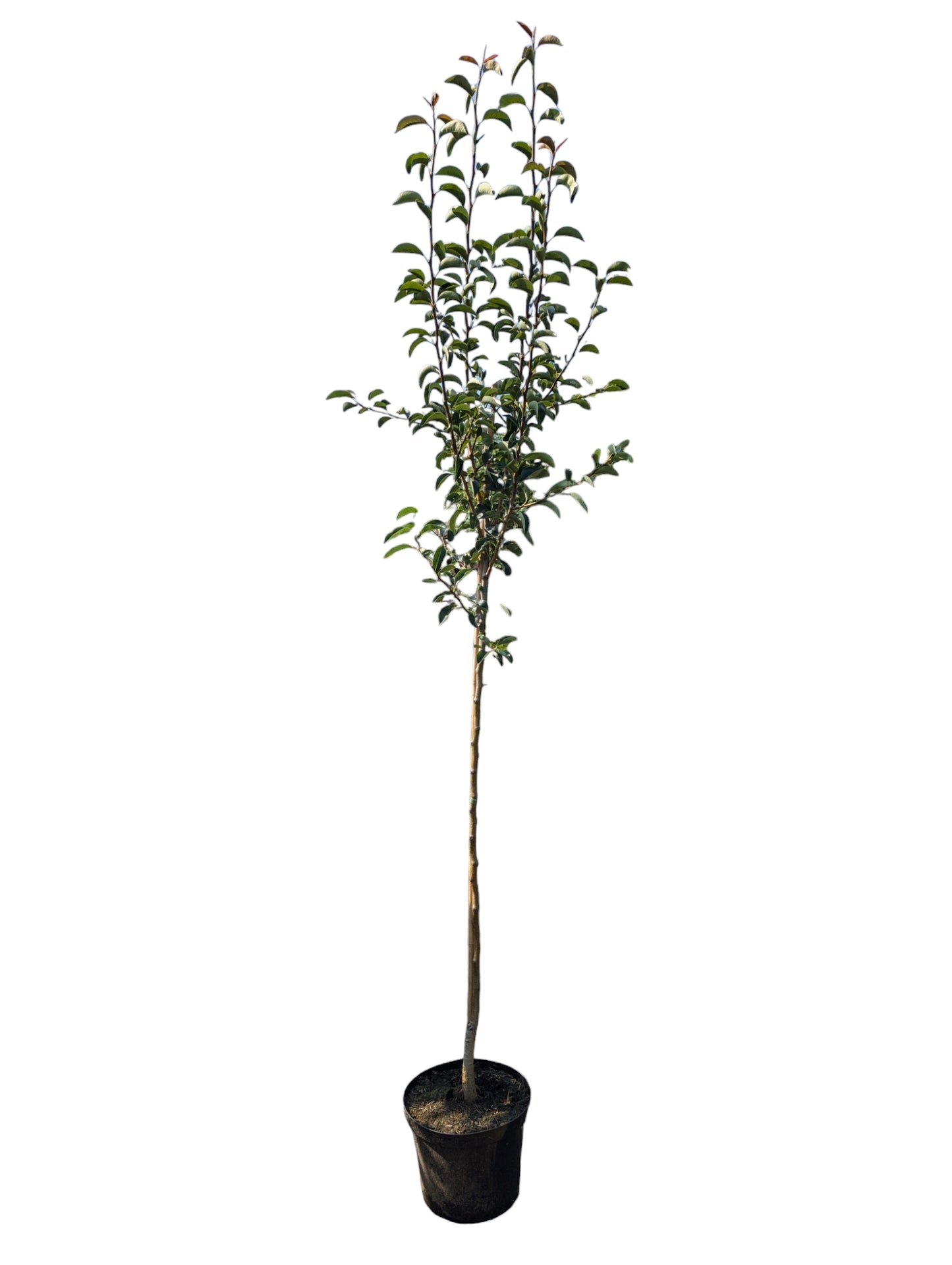 Birne ‘Köstliche von Charneux’ – aromatische, saftige Herbstbirne mit feinem Geschmack