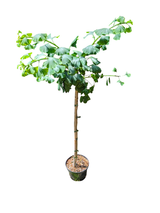 Gingko biloba 'Mariken', Stämmchen ca 60 cm
