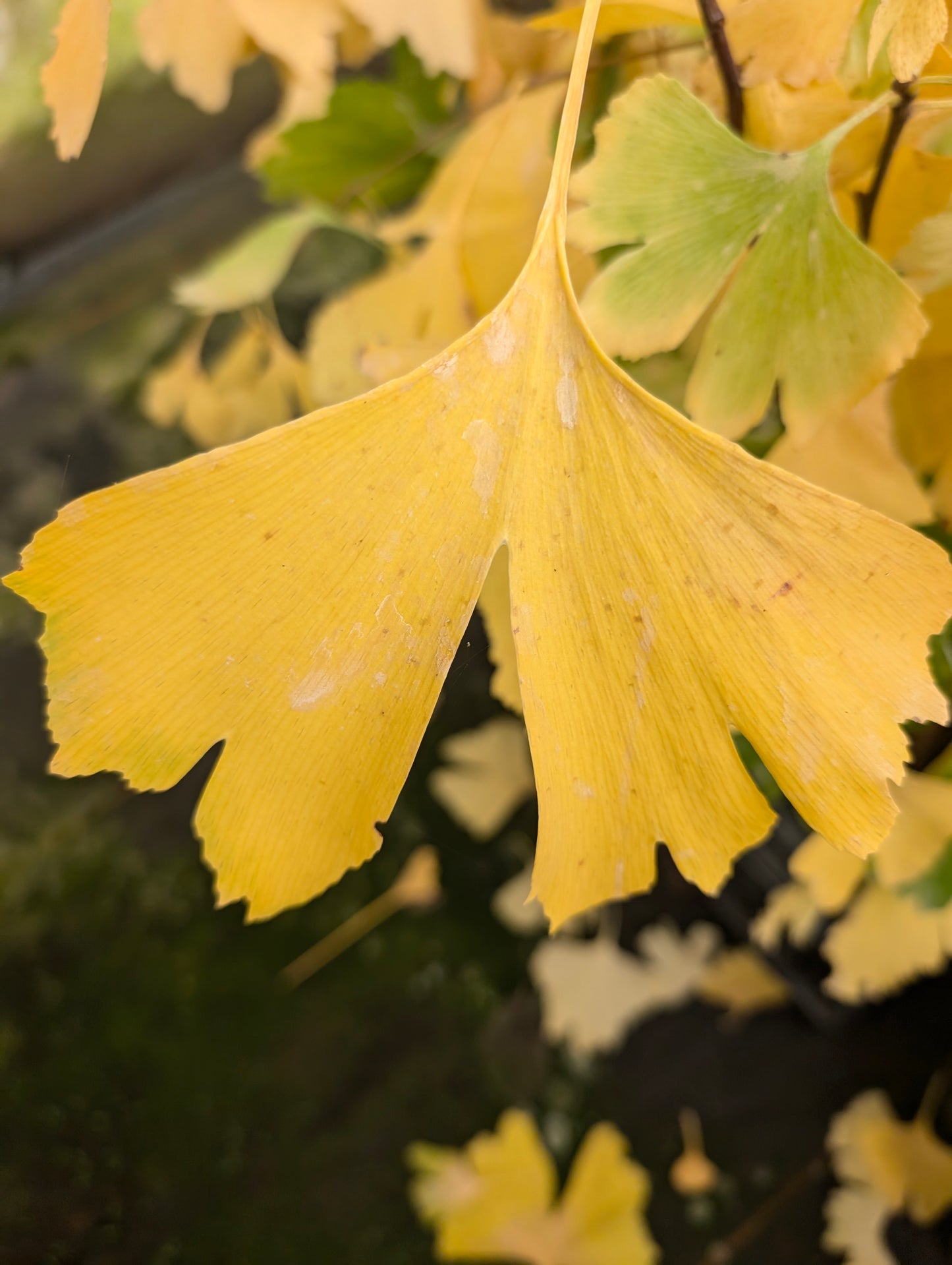 Gingko biloba 'Mariken', Stämmchen ca 60 cm