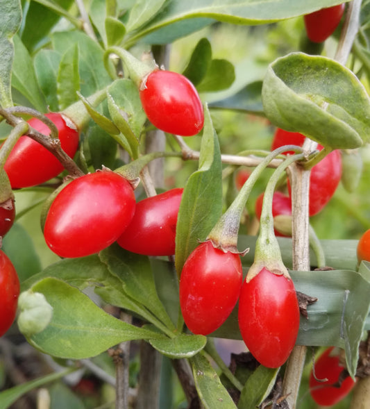 Gojibeere, Lycium barbarum