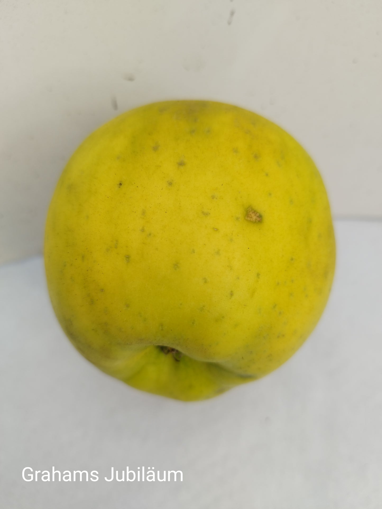 Grahams-Jubiläumsapfel – aromatische Herbstsorte | saftig, süß-säuerlich & robust | ideal für Garten & Genuss