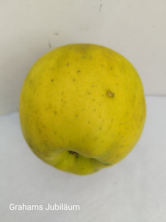 Grahams-Jubiläumsapfel – aromatische Herbstsorte | saftig, süß-säuerlich & robust | ideal für Garten & Genuss