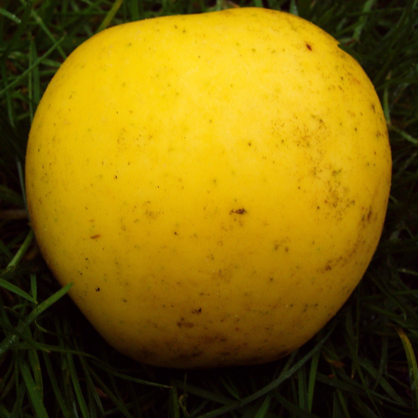 Duo Apfelbaum Grahams Jubiläumsapfel Gloster veredelter Obstbaum
