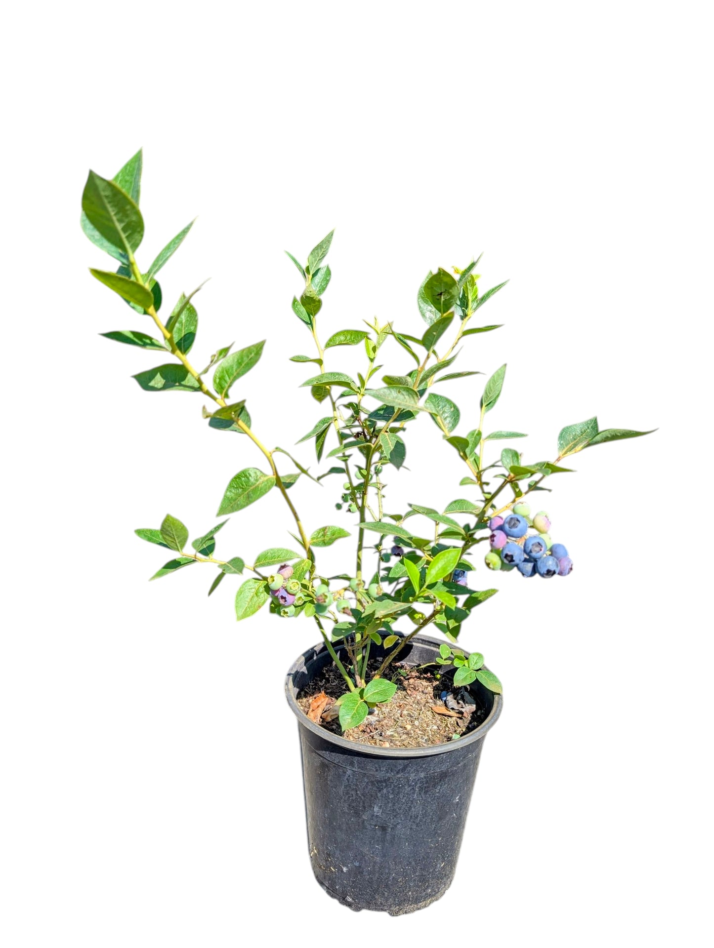 Garten-Heidelbeere 'Reka'