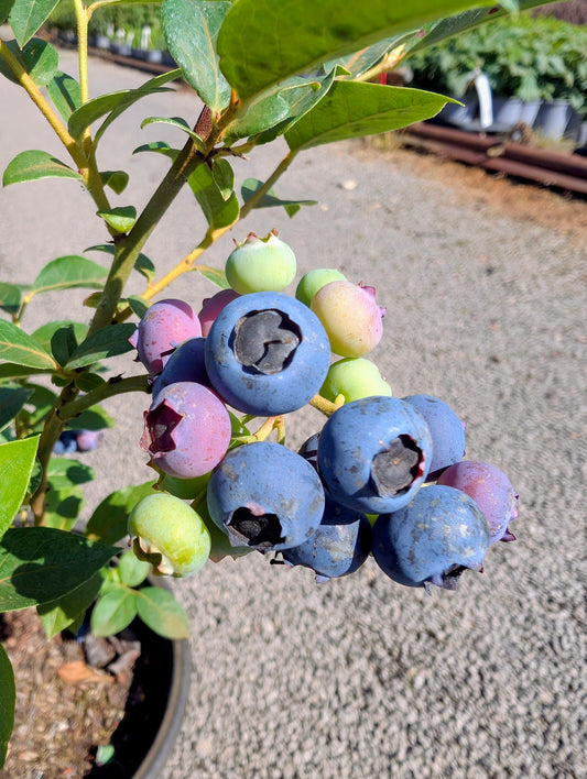Garten-Heidelbeere 'Reka'