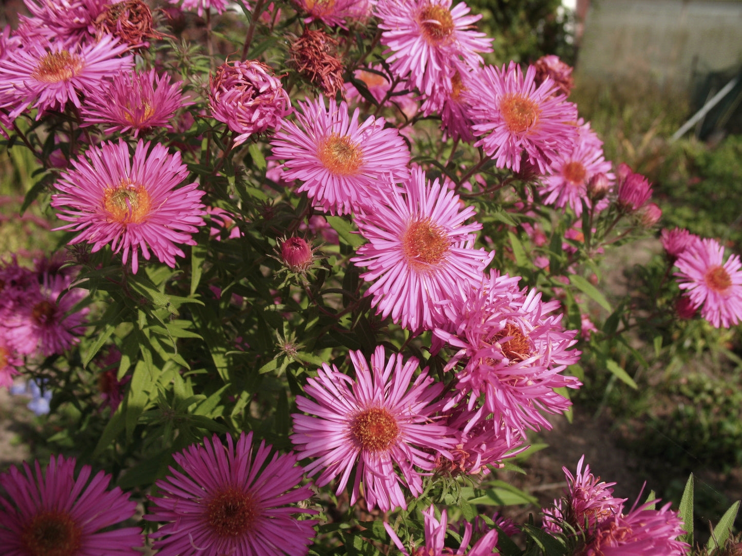 Kissenaster Aster dumosus Farbmischung 5 Stauden