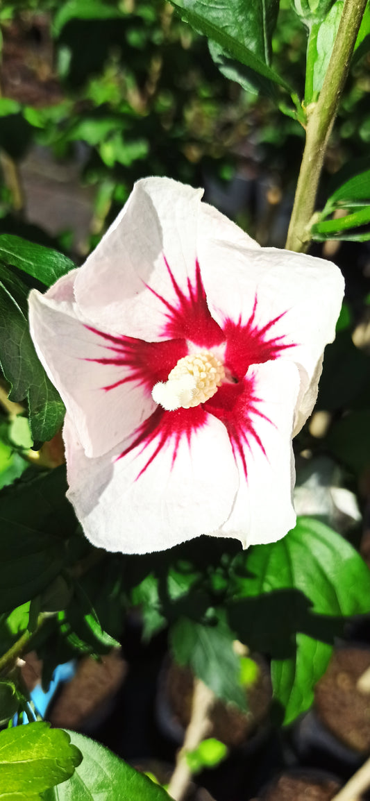 Hibiskus Red Heart, Stämmchen 60 cm