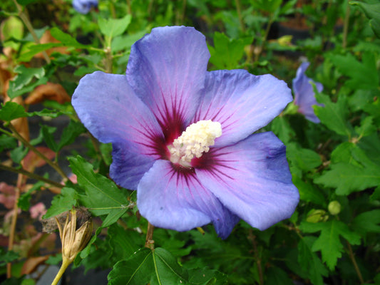 Hibiskus Oiseau Bleu, Stämmchen