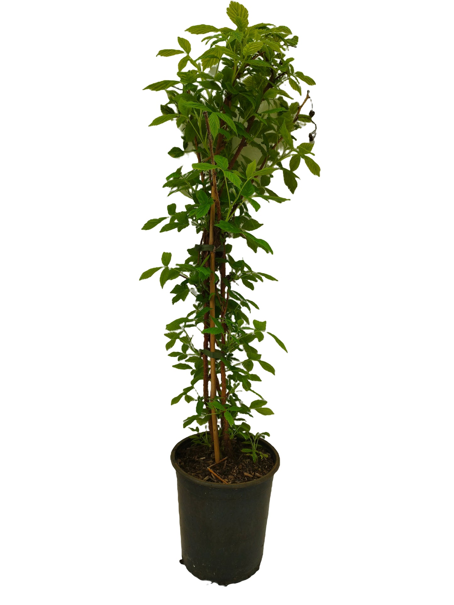 Himbeersorte 'Elida'