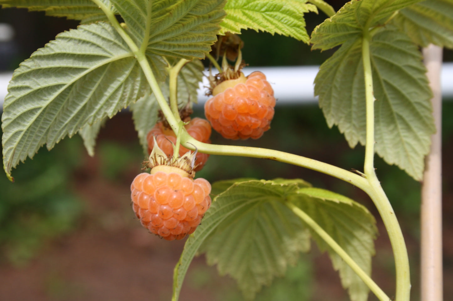 Himbeere 'Autumn Amber'