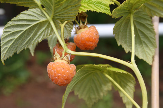Himbeere 'Autumn Amber'