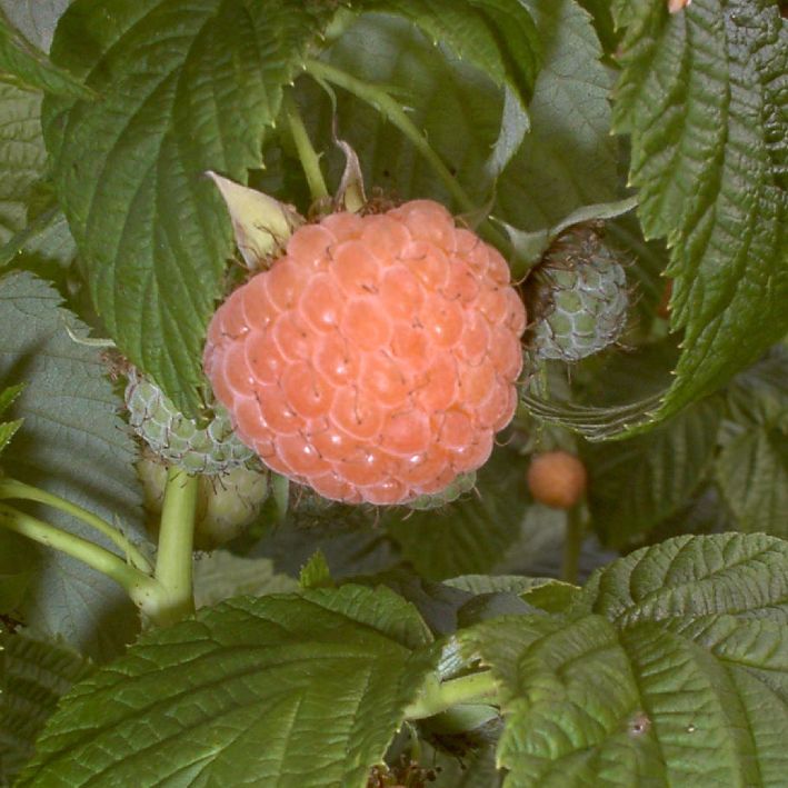 Himbeere 'Autumn Amber'