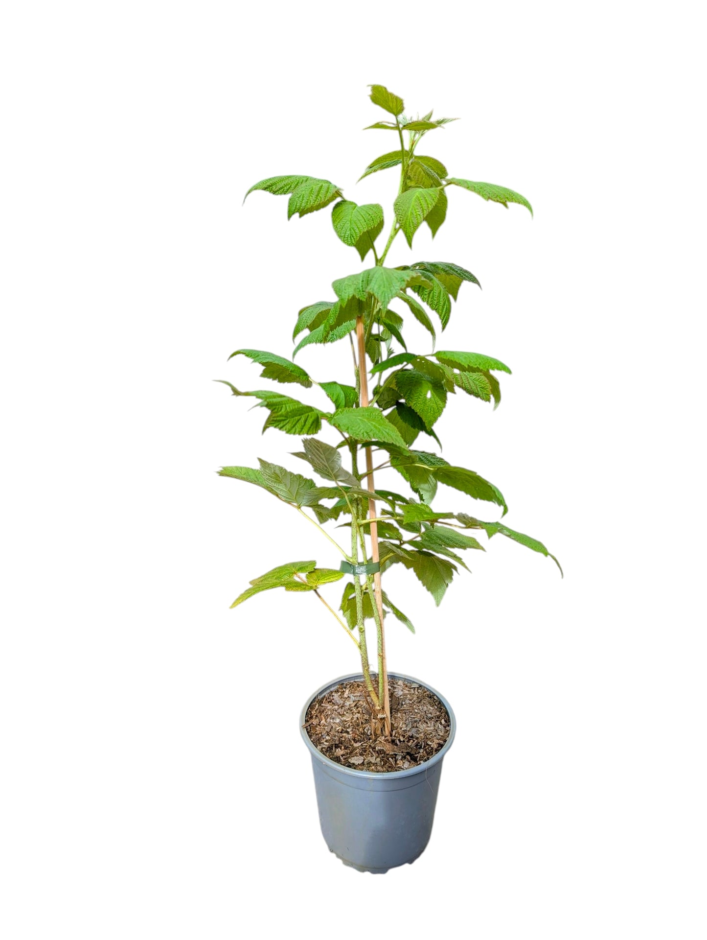 Himbeersorte 'Elida'