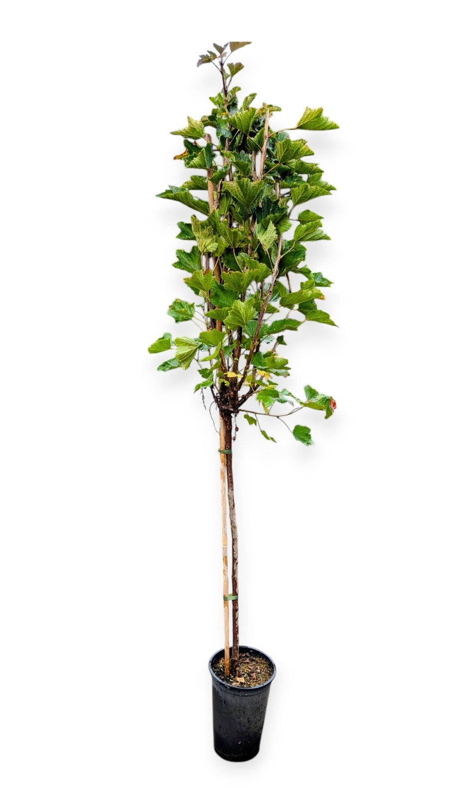 Johannisbeere Rosetta – große rosa Beeren, mild-aromatisch & ertragreich