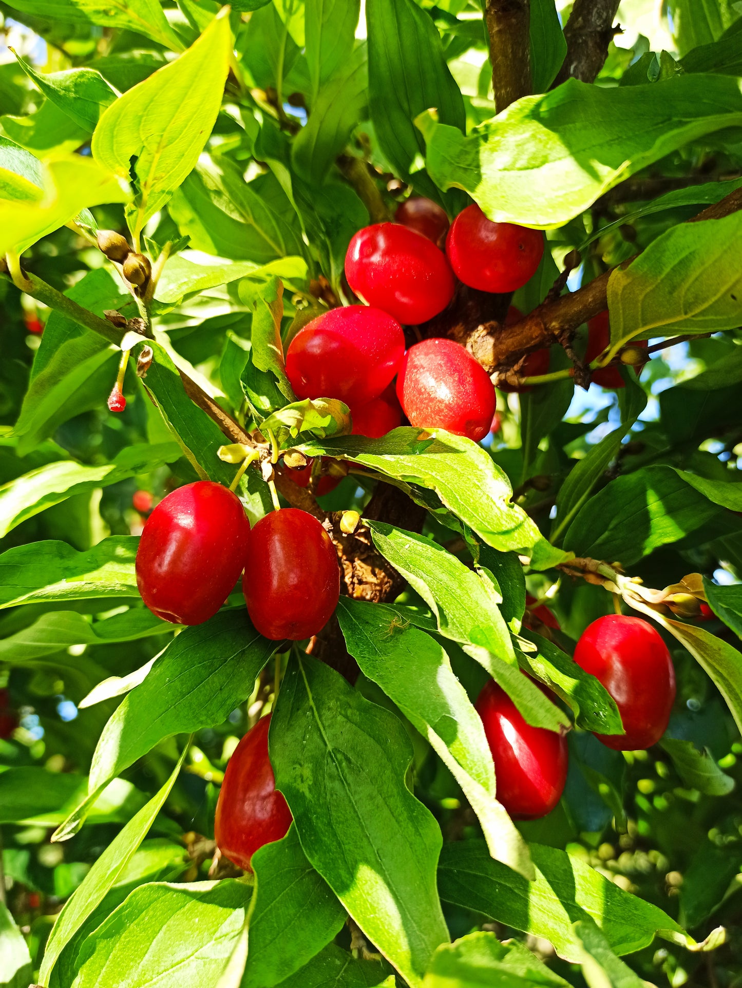 Veredelte Kornelkirsche 'Jolico', Cornus mas