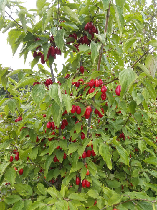 Veredelte Kornelkirsche 'Jolico', Cornus mas