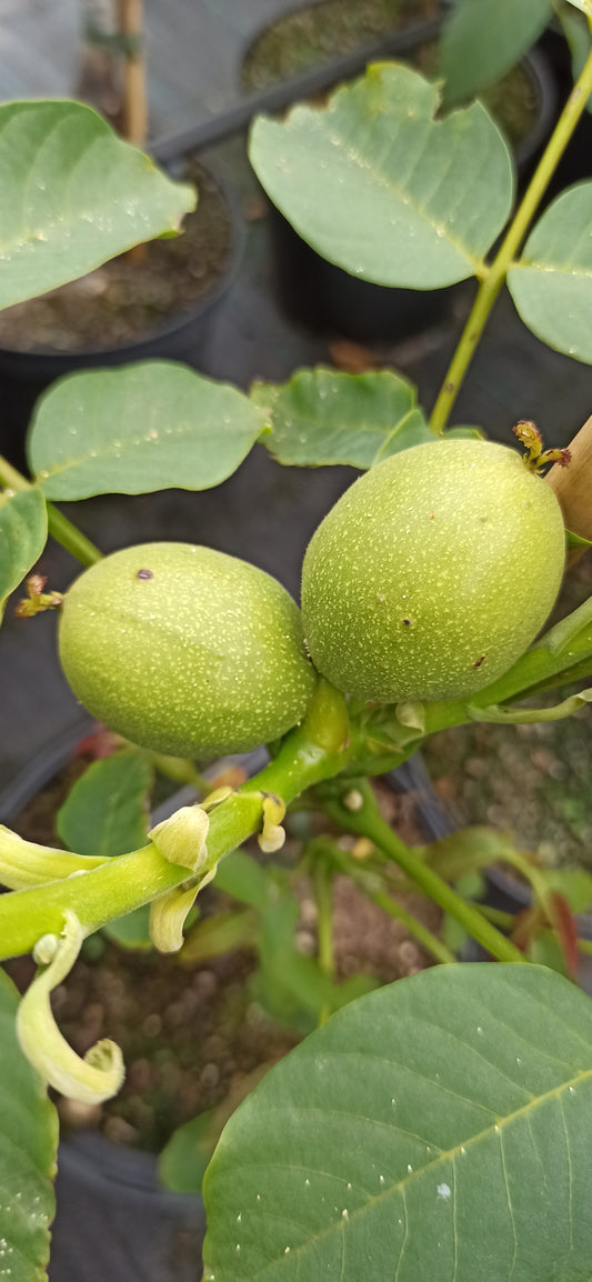 Walnuss 'Fernette'