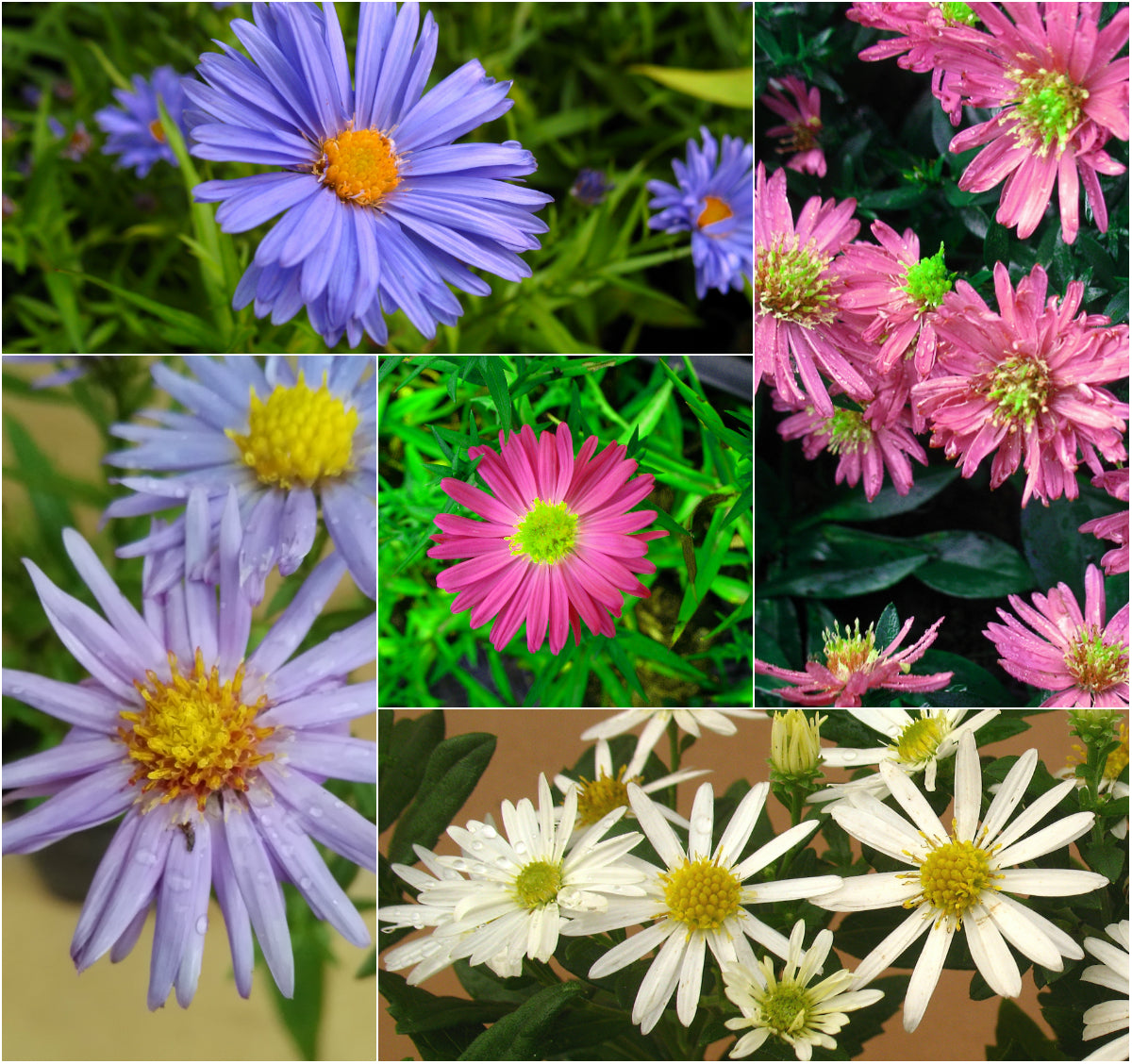 Kissenaster Aster dumosus Farbmischung 5 Stauden