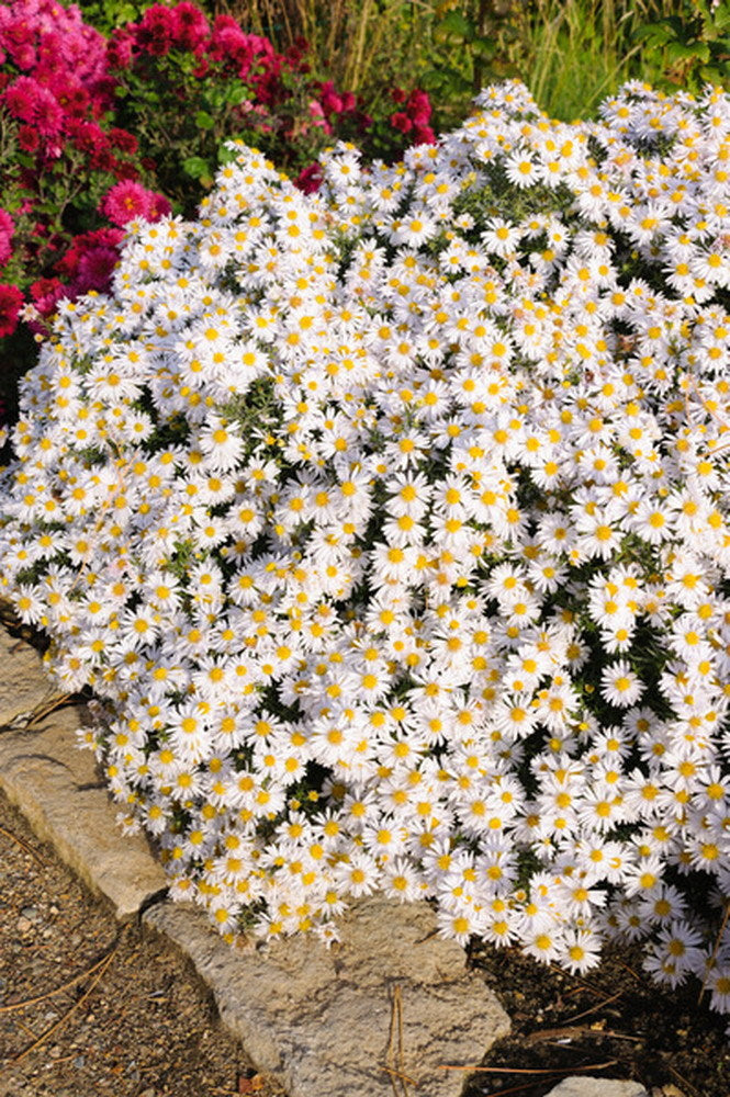 Kissenaster Aster dumosus Farbmischung 5 Stauden