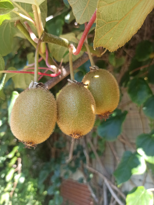 Kiwi Herma selbstfruchtbar Actinidia