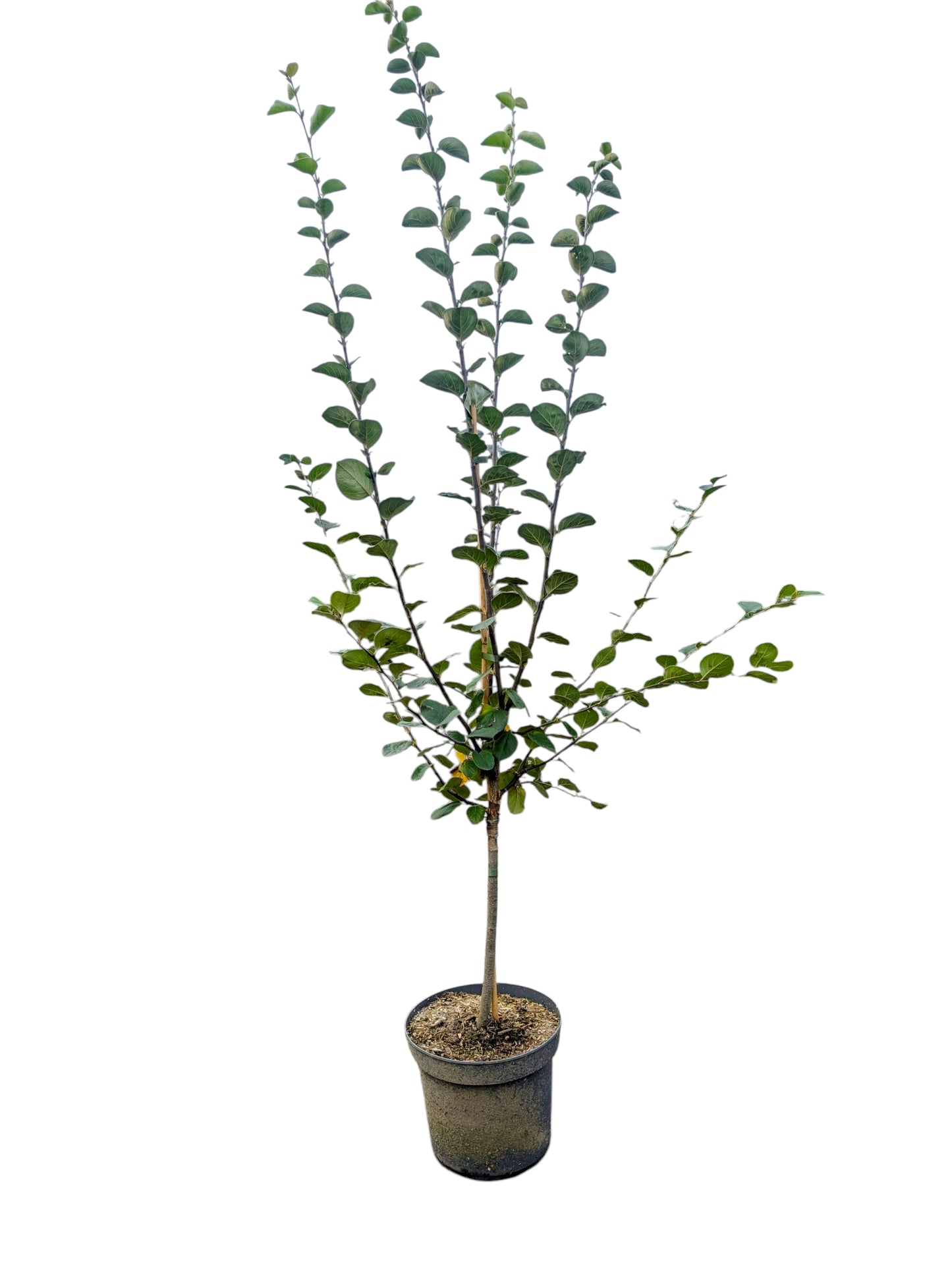 Konstantinopeler Apfelquitte