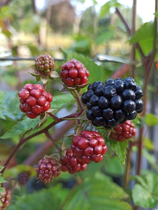 Brombeere 'Loch Tay'