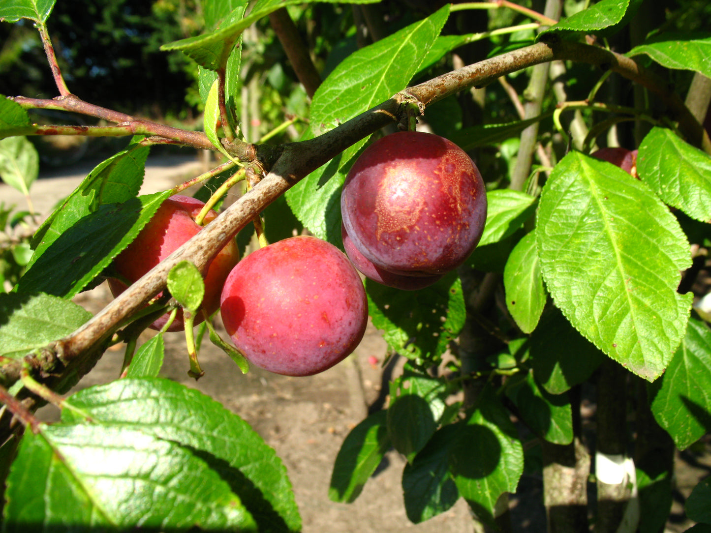 Löhrpflaume, Prunus domestica Löhrpflaume