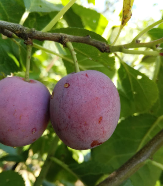 Löhrpflaume, Prunus domestica Löhrpflaume