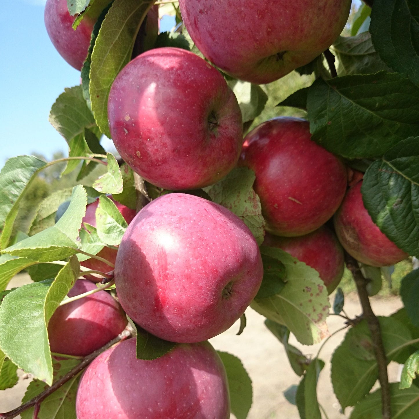 Zweisorten-Apfelbaum Jamba & Grahams Jubiläumsapfel – frühe & aromatische Äpfel