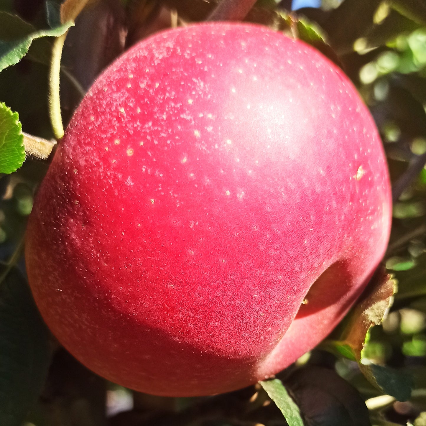 Apfelbaum Red Devil® | Roter Fruchtfleisch-Apfel | Süß-aromatisch | Winterhart | Ertragreich | Obstbaum
