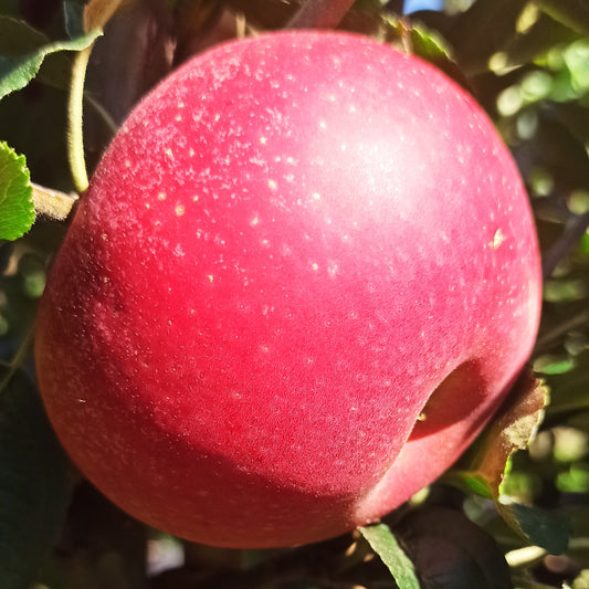 Apfelbaum Red Devil® | Roter Fruchtfleisch-Apfel | Süß-aromatisch | Winterhart | Ertragreich | Obstbaum