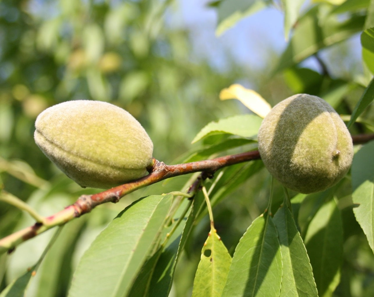Echte Keilmandel, Prunus dulcis