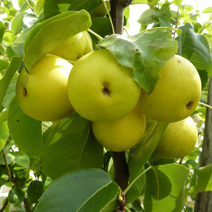 Nashi-Birne 'Nijiseiki'