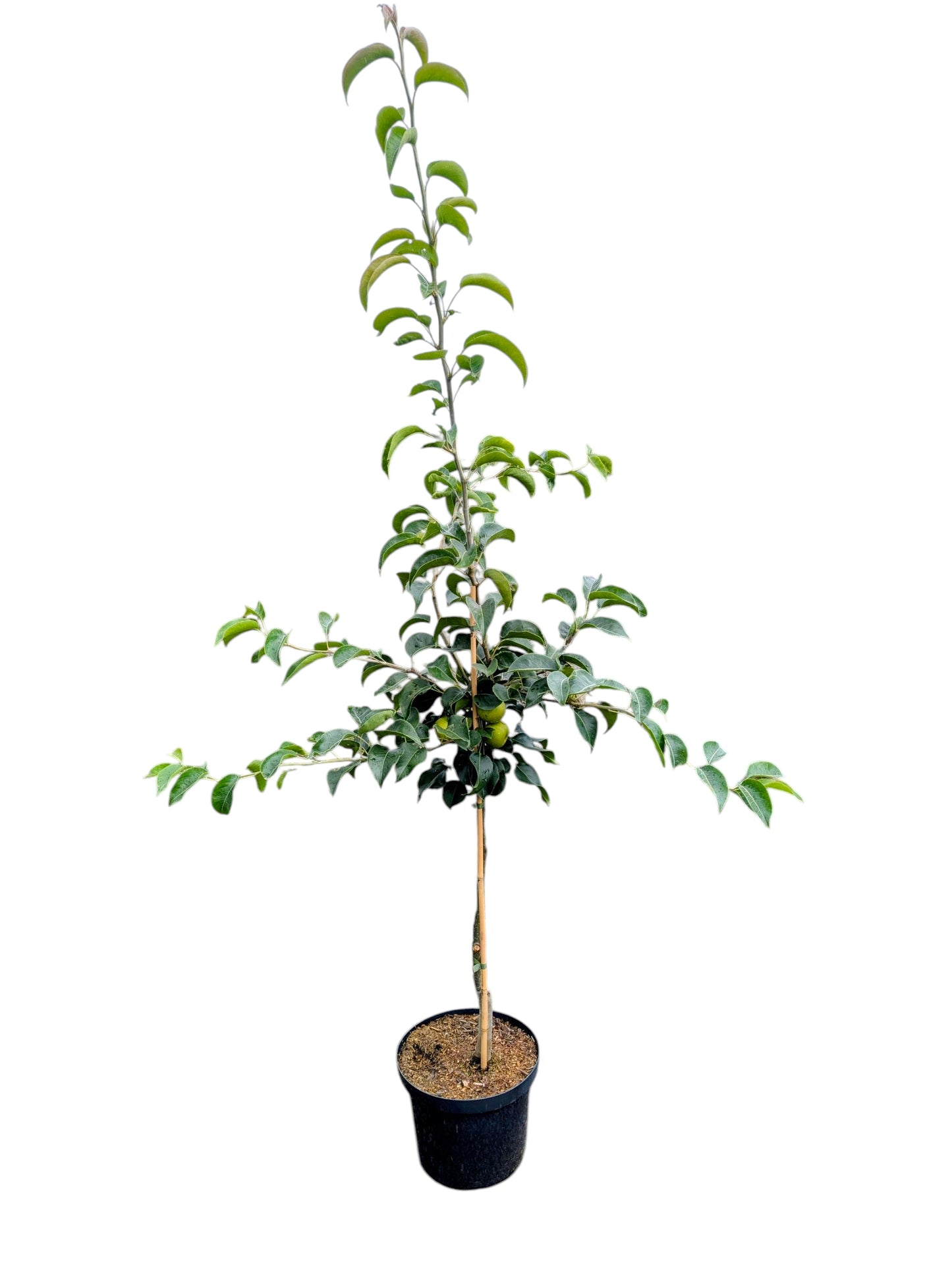Nashi-Birne 'Kosui'