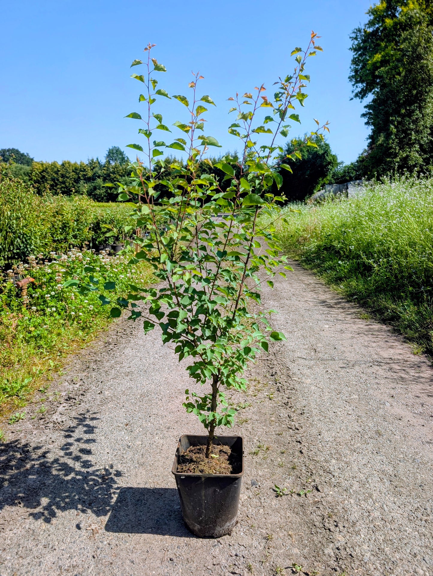 Naturmarille® – Robuste Aprikosen-Sämlingspflanze | Einzigartige Marille mit natürlichem Wuchs | Winterhart & pflegeleicht