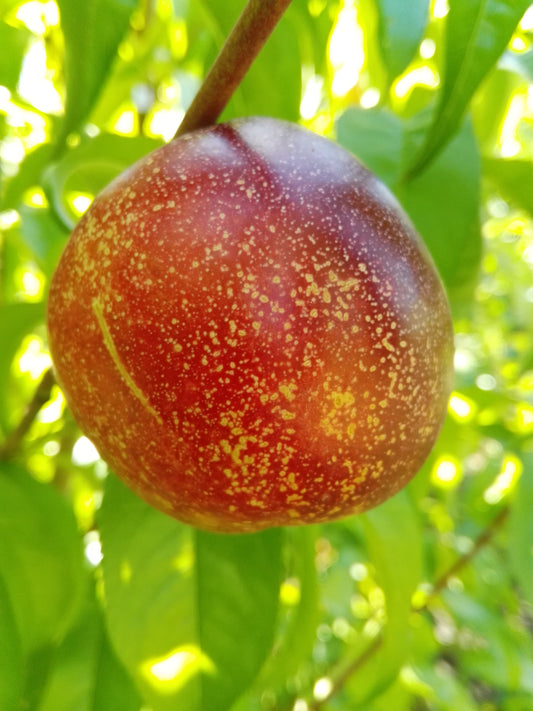 Nektarine Rhonegold
