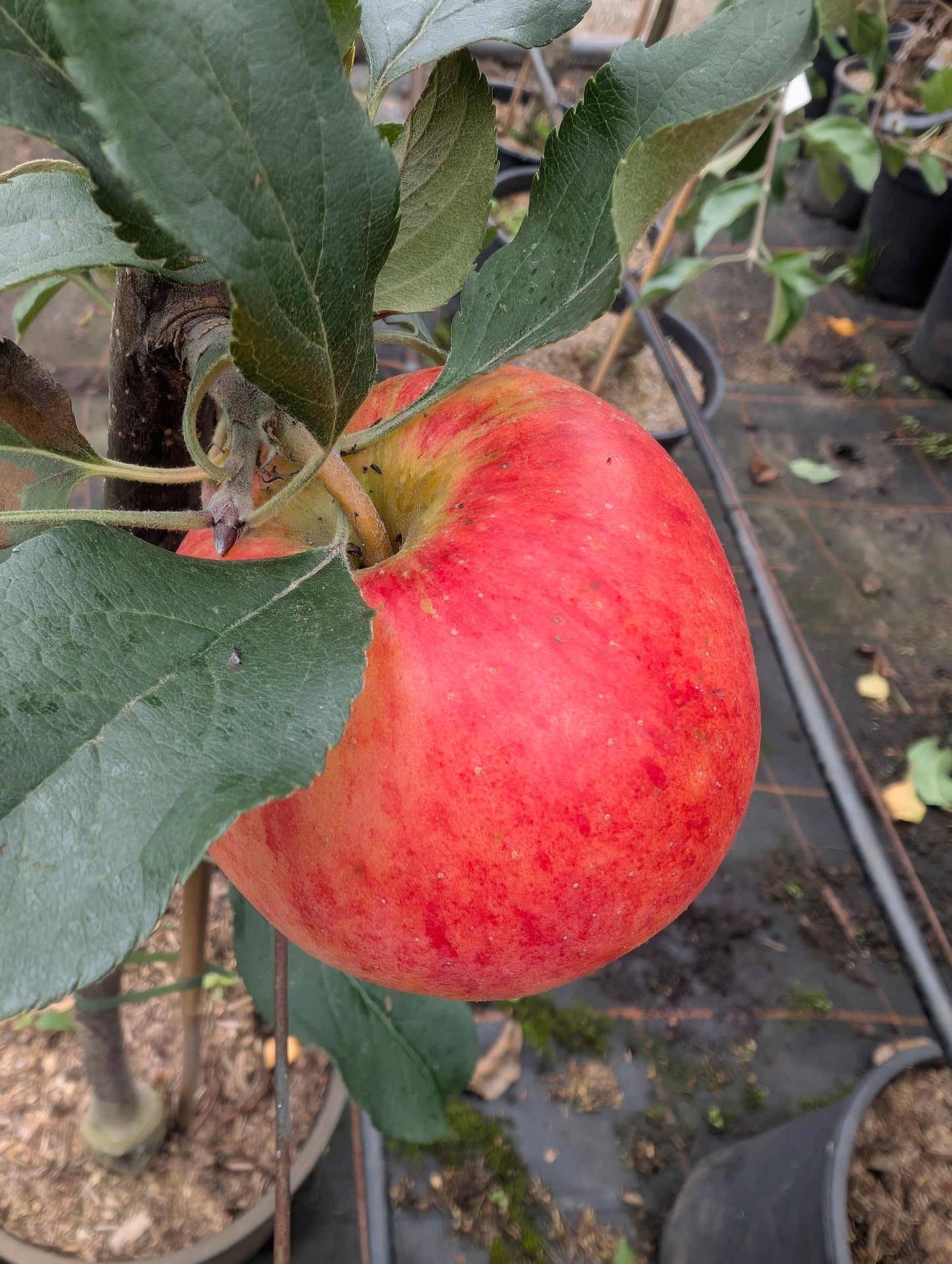 Apfelbaum Rubinola – schorfresistent, aromatisch & ertragreich | Herbstapfel Pflanze