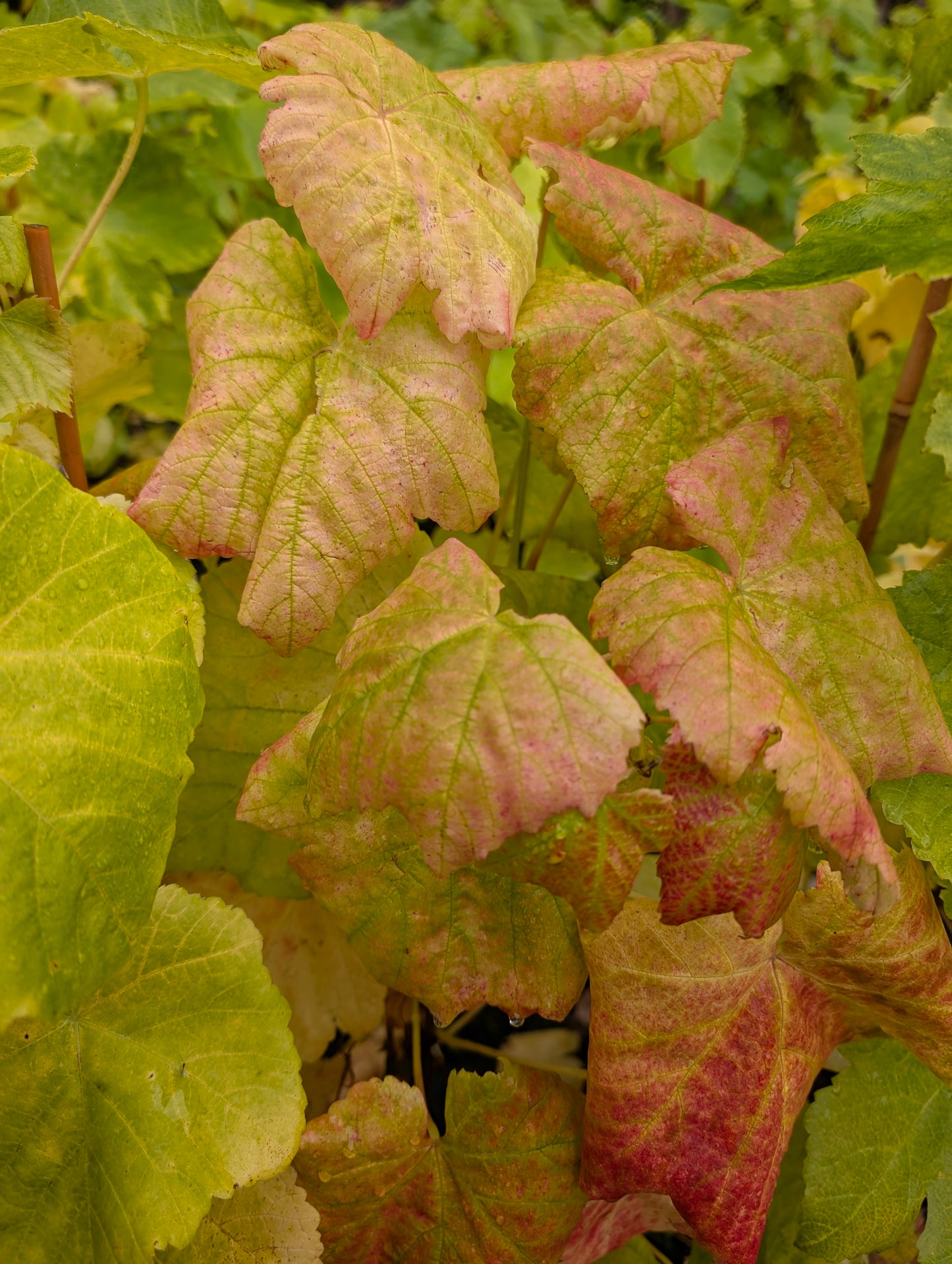 “Weinrebe Lakemont – kernlose weiße Tafeltraube, winterhart & ertragsstark”