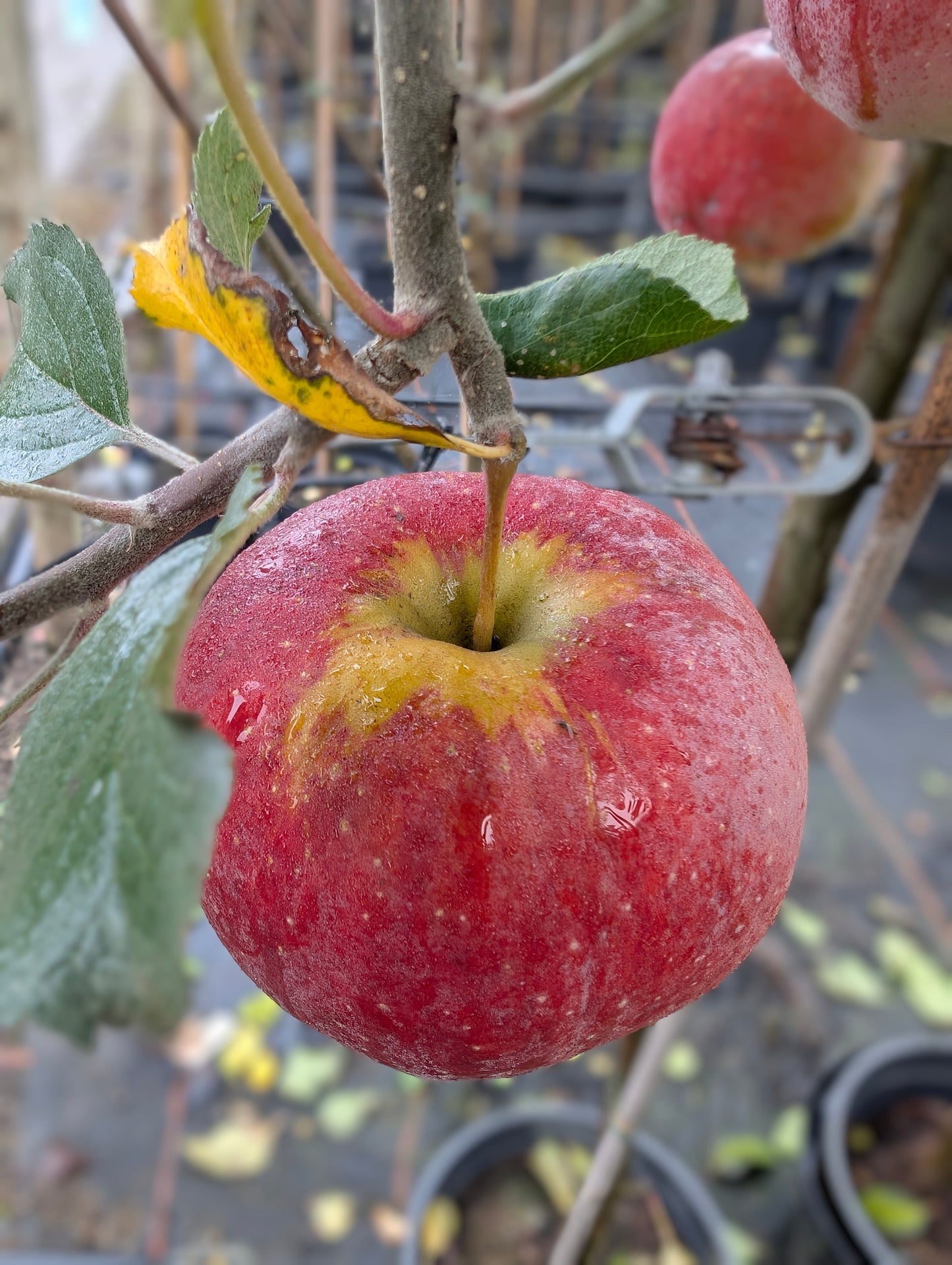 Florina Winterapfel – aromatische Sorte mit hoher Resistenz & idealer Lagerfähigkeit