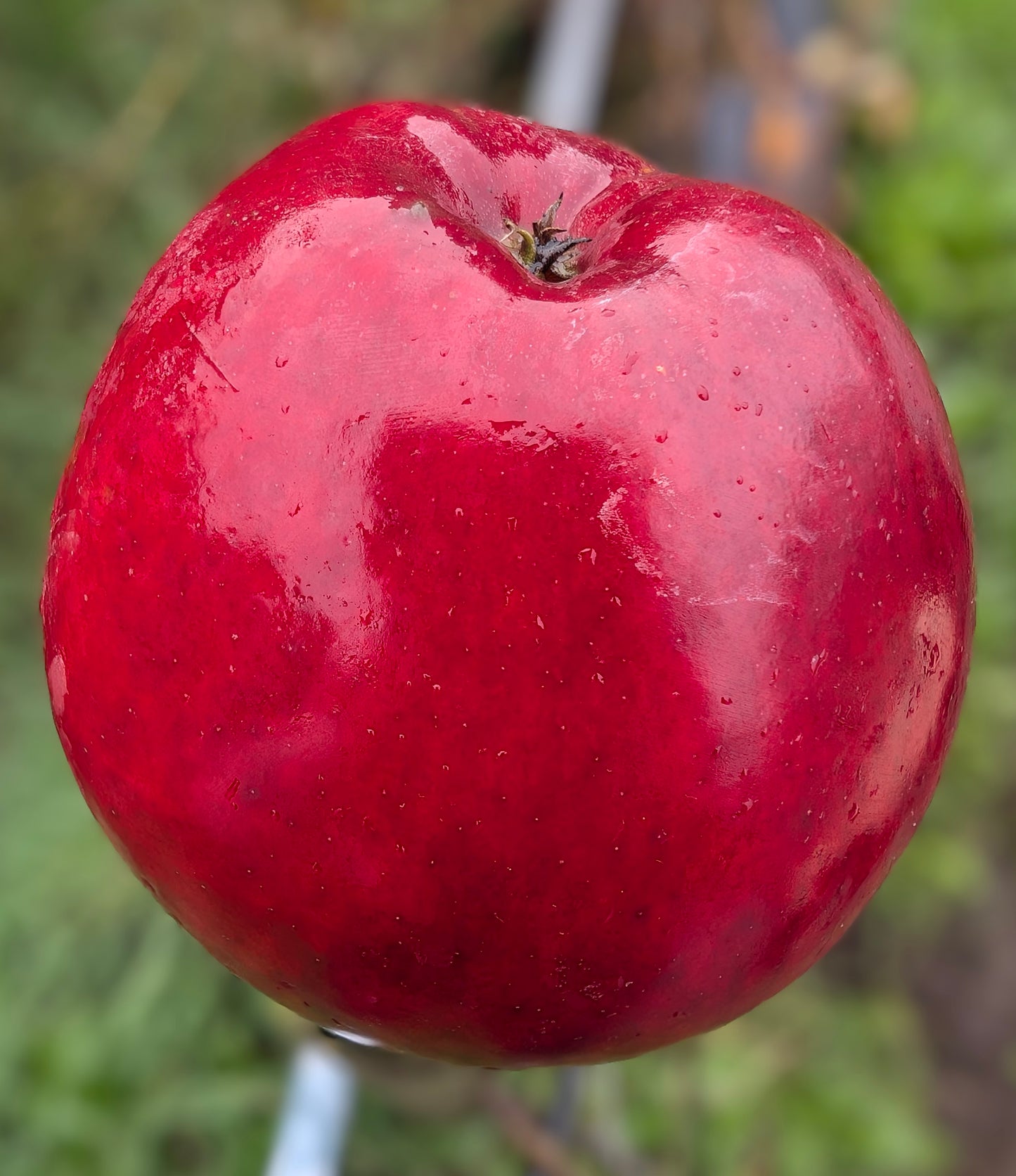 Säulen-Apfel Suncats – kompakt, ertragreich, ideal für Balkon & Garten