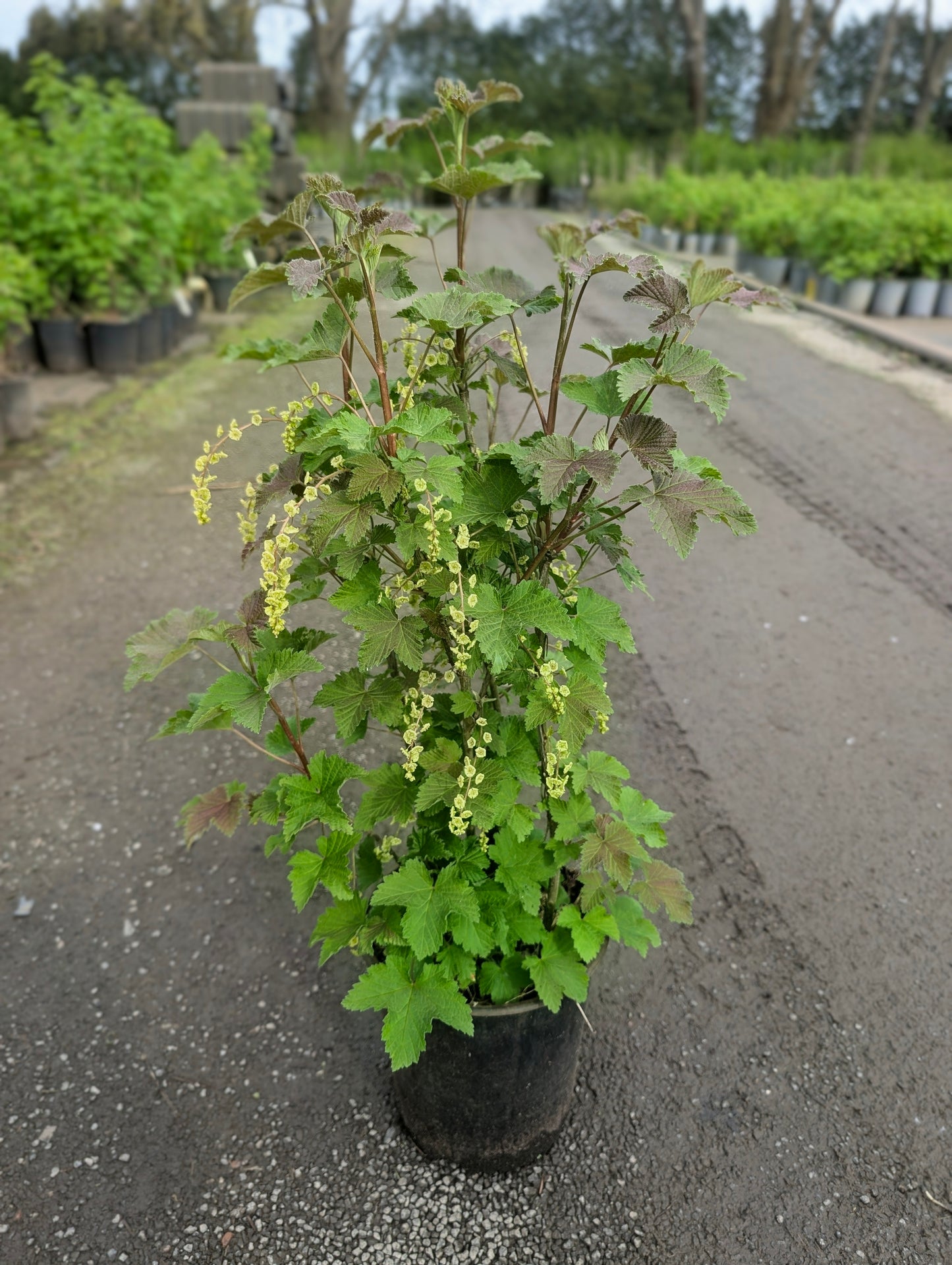 Weiße Johannisbeere „Primus“ – süß-aromatisch & sehr ertragreich