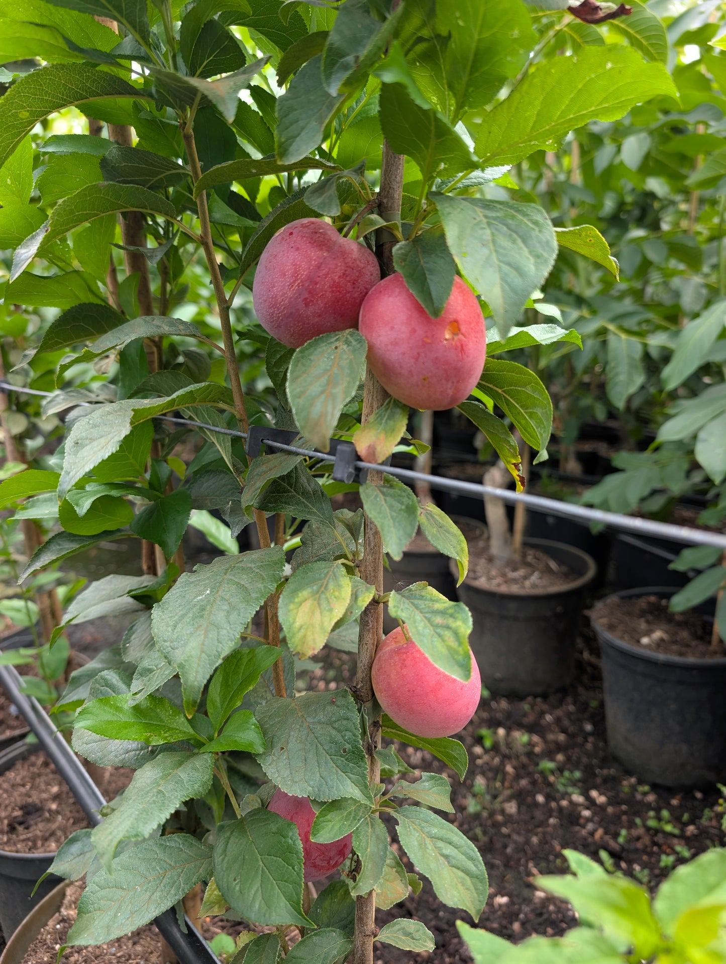 Säulenmirabelle Ruby Pflaumenbaum kompakt fruchttragend